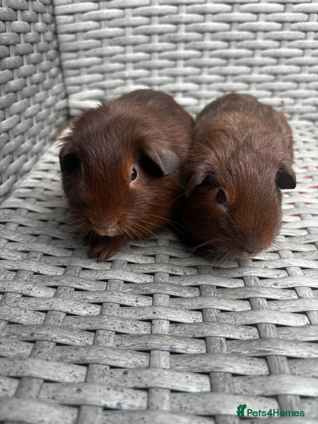 Guinea Pig rodents for sale: Guinea pigs - Image 4