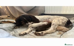 Cocker Spaniel dogs for sale: Litter of 6 - Image 2