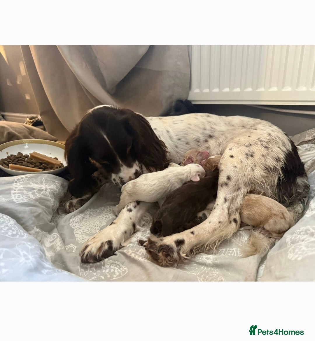 Cocker Spaniel dogs for sale: Litter of 6 - Image 2