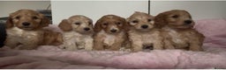 Mixed Breed dogs for sale: Stunning Cockapoo / Doodle  Puppies - Advert 10