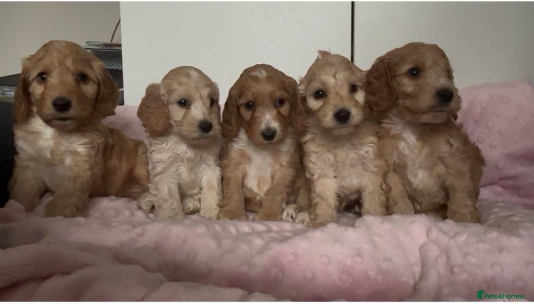 Mixed Breed dogs for sale: Stunning Cockapoo / Doodle  Puppies - Advert 10