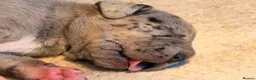 Great Dane dogs for sale: Great Danes puppies  in London - Advert 14