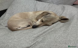 Miniature Dachshund dogs for sale: 1 year old cream Kaninchen dachshund - Image 2