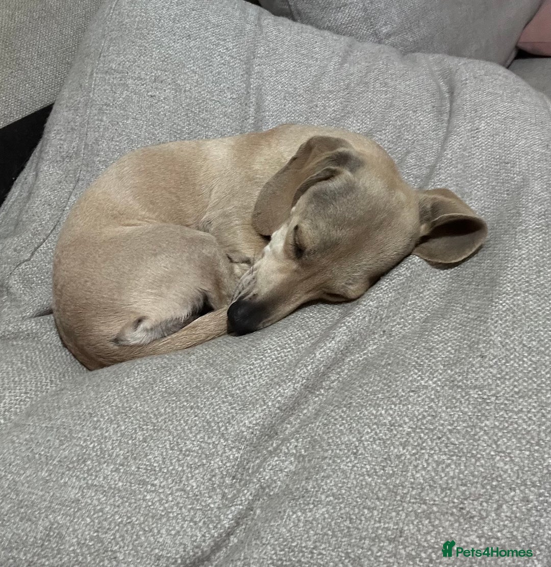 Miniature Dachshund dogs for sale: 1 year old cream Kaninchen dachshund - Image 2