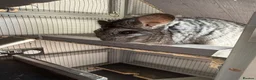 Chinchilla rodents for sale: Paired Male & Female Chinchilla  in Preston - Advert 2