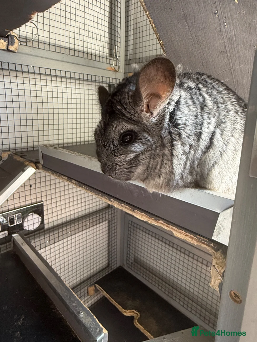 Chinchilla rodents for sale: Paired Male & Female Chinchilla  in Preston - Advert 2
