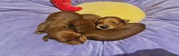 Miniature Dachshund dogs for sale: Pra clear-Beautiful miniature LG Dachshund pupps - Advert 20