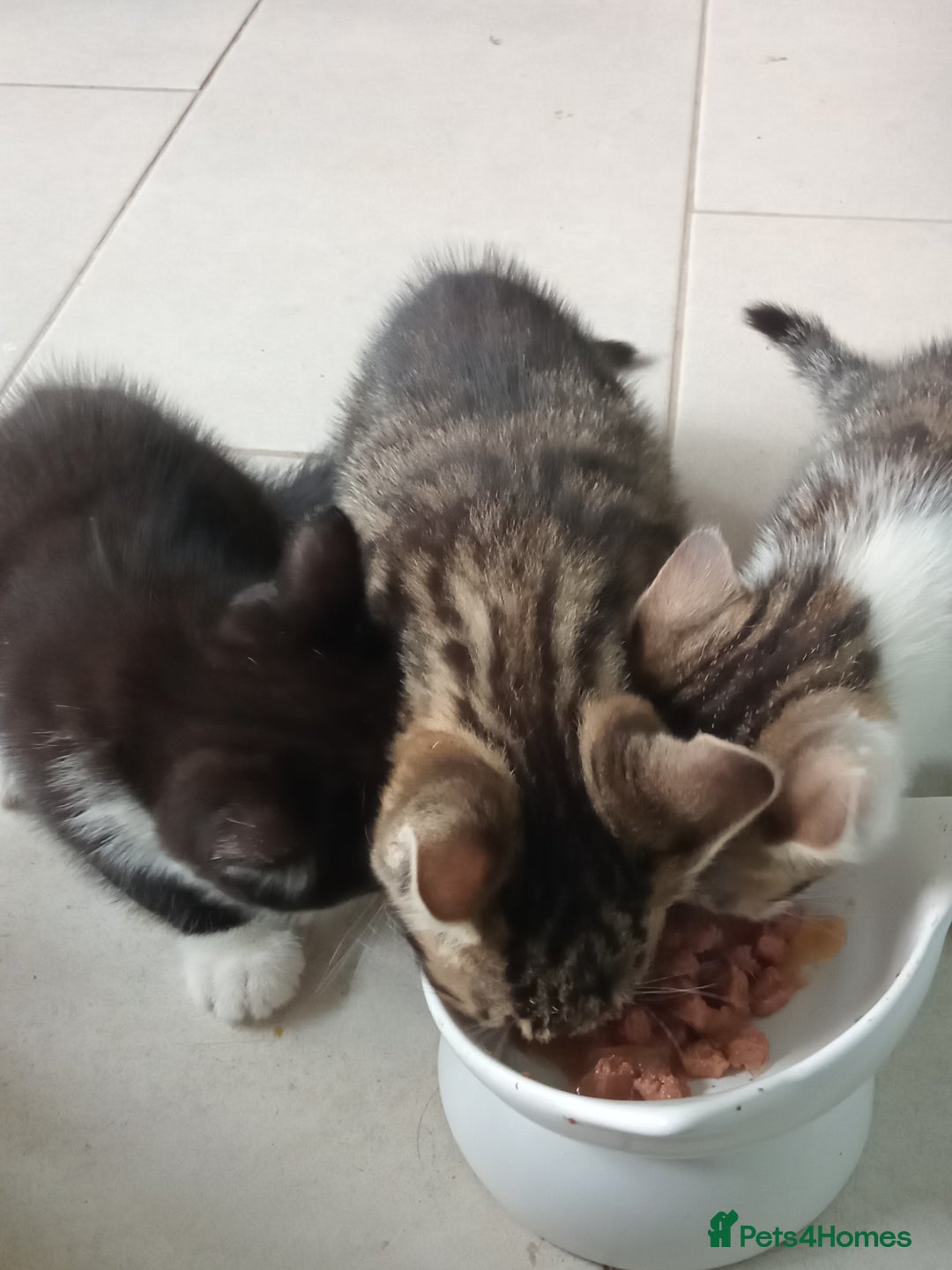 British Shorthair cats for sale: Kittens - Image 2