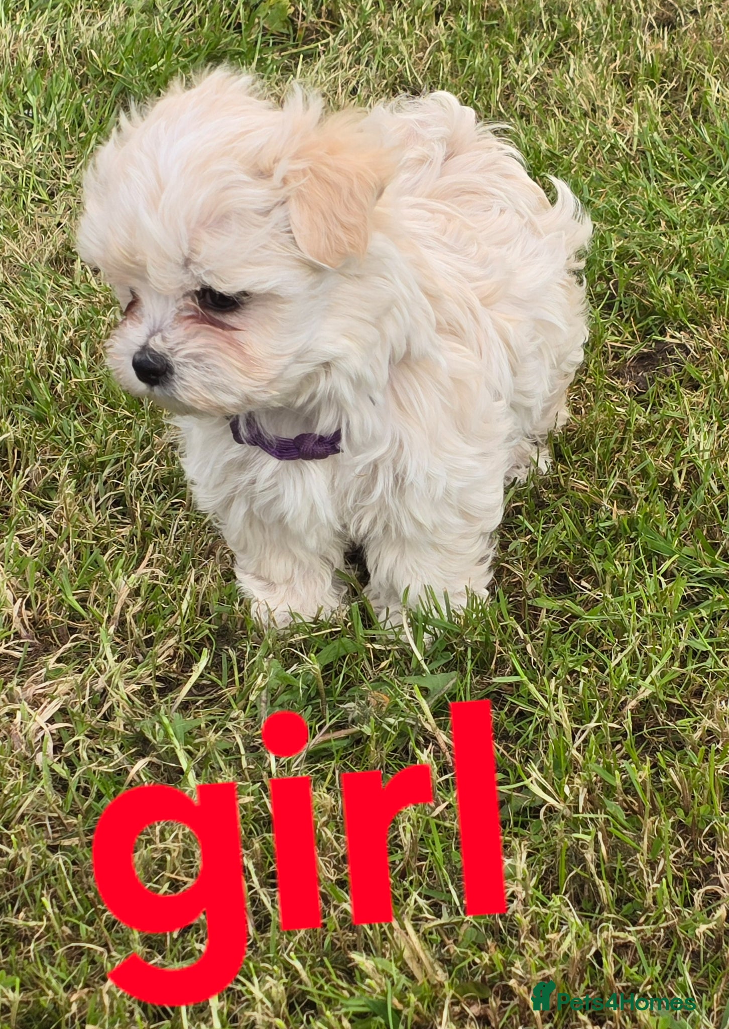 Maltipoo dogs  Extra small Korean Toy Maltipoo baby's  - Advert 17