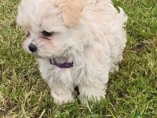 Maltipoo dogs Extra small Korean Toy Maltipoo baby's - Advert 11