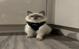 Ragdoll cats for sale: Beautiful Male Ragdoll Kitten With Care Package - Advert 2