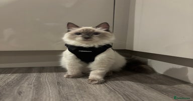 Ragdoll cats Beautiful Male Ragdoll Kitten With Care Package - Advert 7