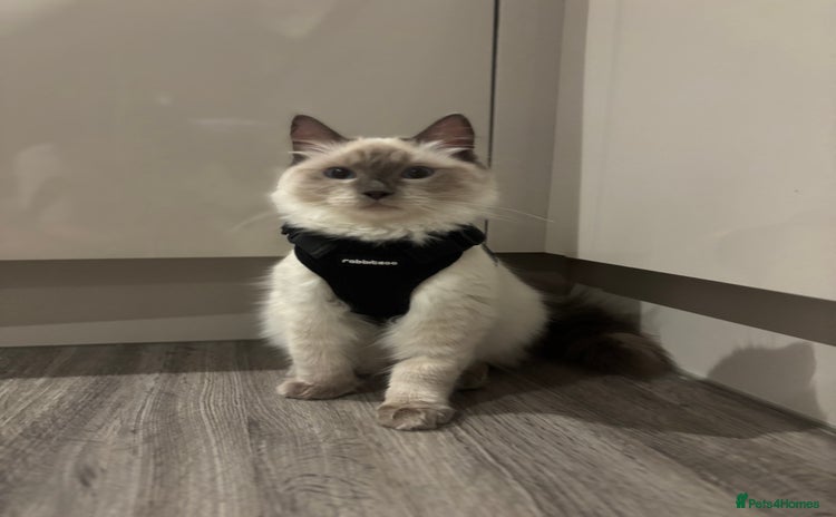 Ragdoll cats Beautiful Male Ragdoll Kitten With Care Package - Advert 2