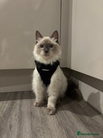 Ragdoll cats Beautiful Male Ragdoll Kitten With Care Package - Advert 7