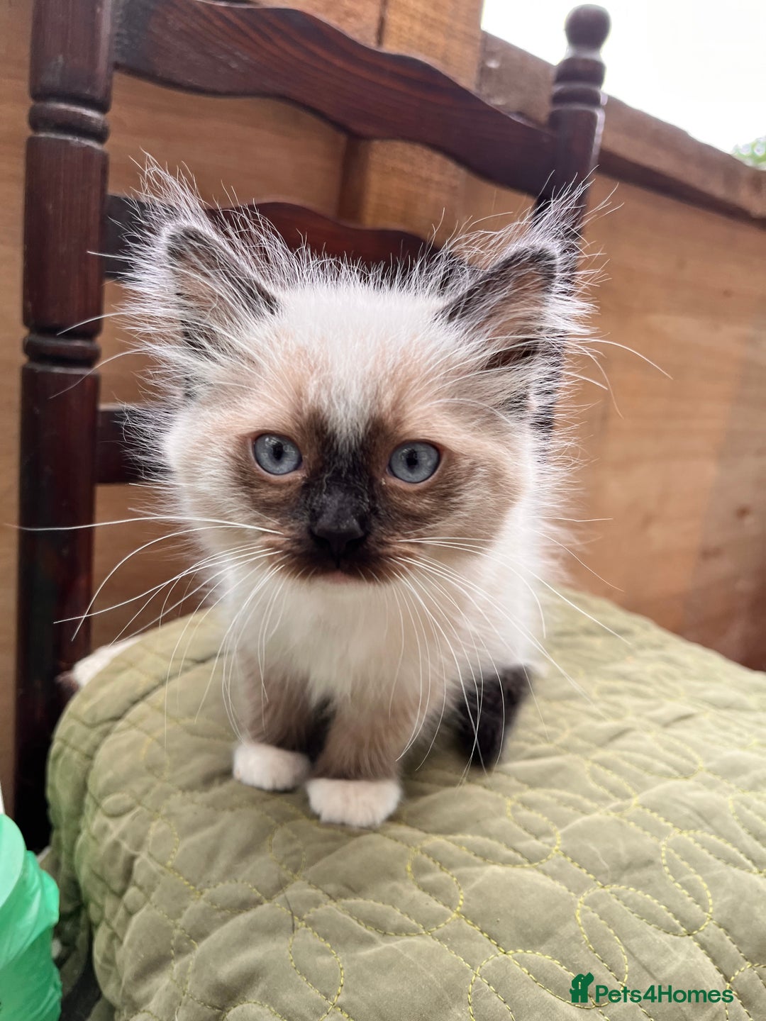 Ragdoll cats for sale: Beautiful Ragdoll kittens from our Esme - Advert 1