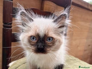 Ragdoll cats Beautiful Ragdoll kittens from our Esme - Advert 13