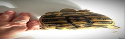 Tortoise reptiles for sale: 3 Year Old Hermann Tortoise - Advert 3