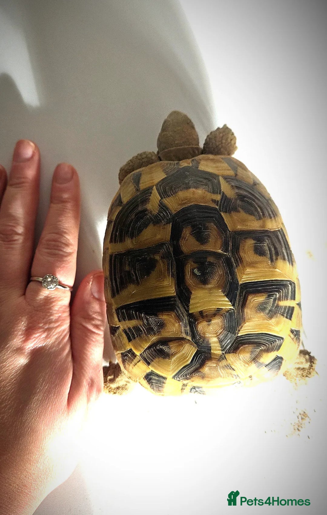 Tortoise reptiles for sale: 3 Year Old Hermann Tortoise - Advert 3