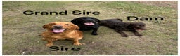 Labrador Retriever dogs for sale: Beautiful KC pups, health tested & superb lineage - Advert 13