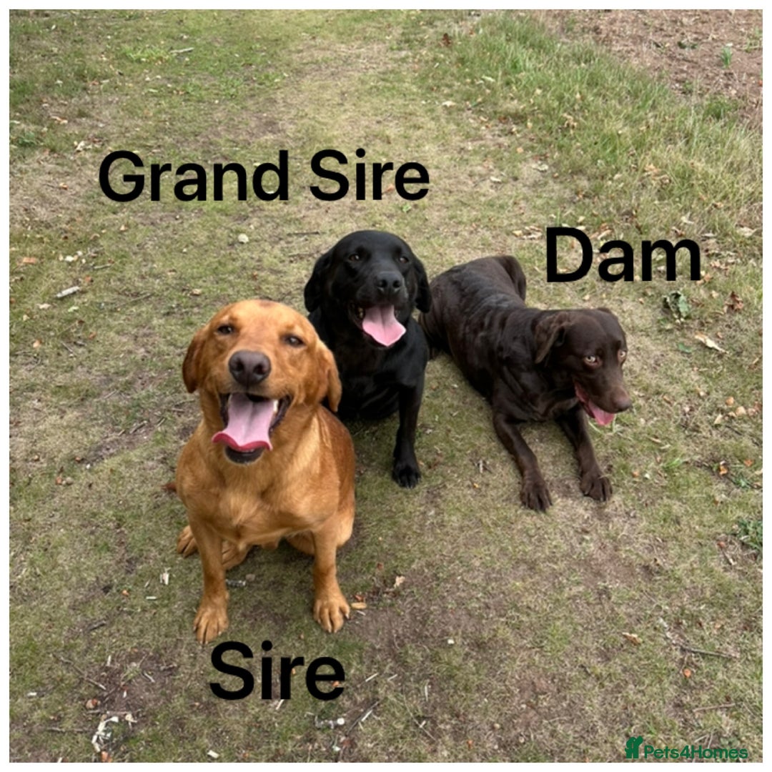 Labrador Retriever dogs for sale: Beautiful KC pups, health tested & superb lineage - Advert 13