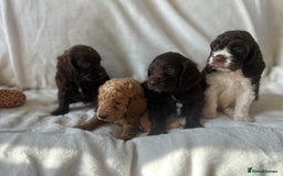 Cockapoo dogs for sale: beautiful toy cockapoo - Image 1