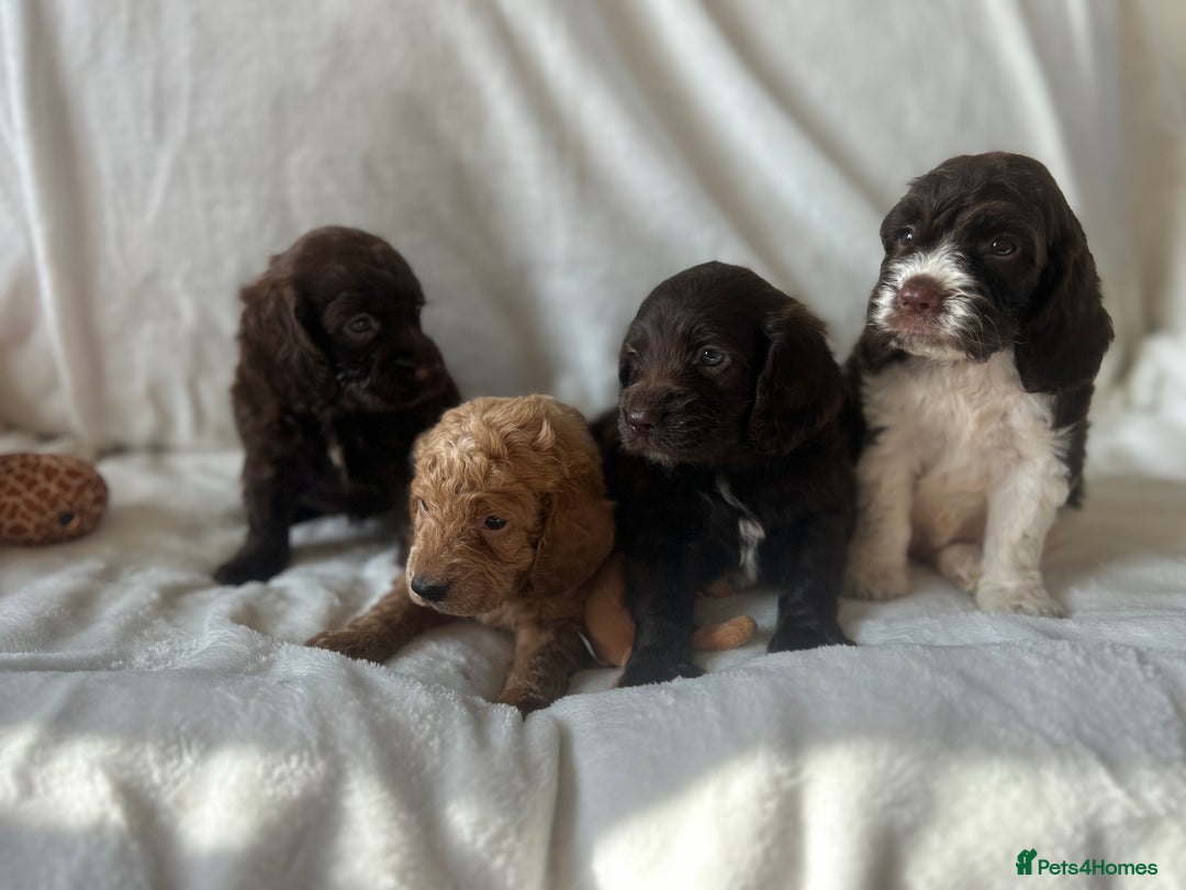 Cockapoo dogs for sale: beautiful toy cockapoo - Image 1