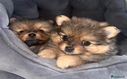 Pomeranian dogs for sale: Pomeranian female puppy  - Image 3