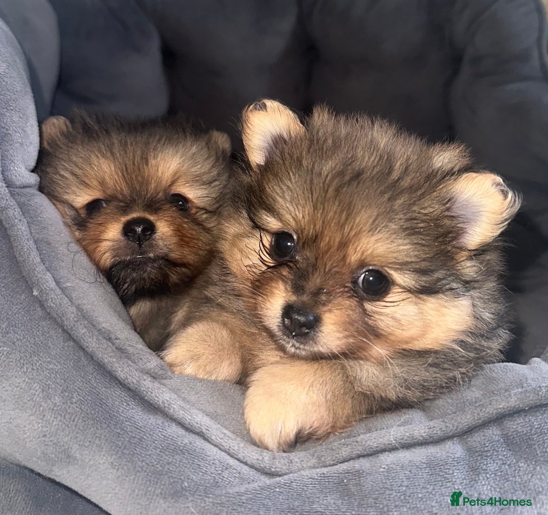 Pomeranian dogs for sale: Pomeranian female puppy  - Image 3