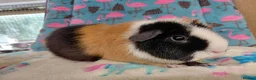 Guinea Pig rodents for sale: Young Adult Teddy Sow/Retired Young Adults  - Advert 7