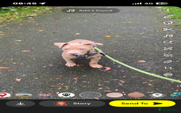 Mixed Breed dogs for sale: Staffy x  - Image 3