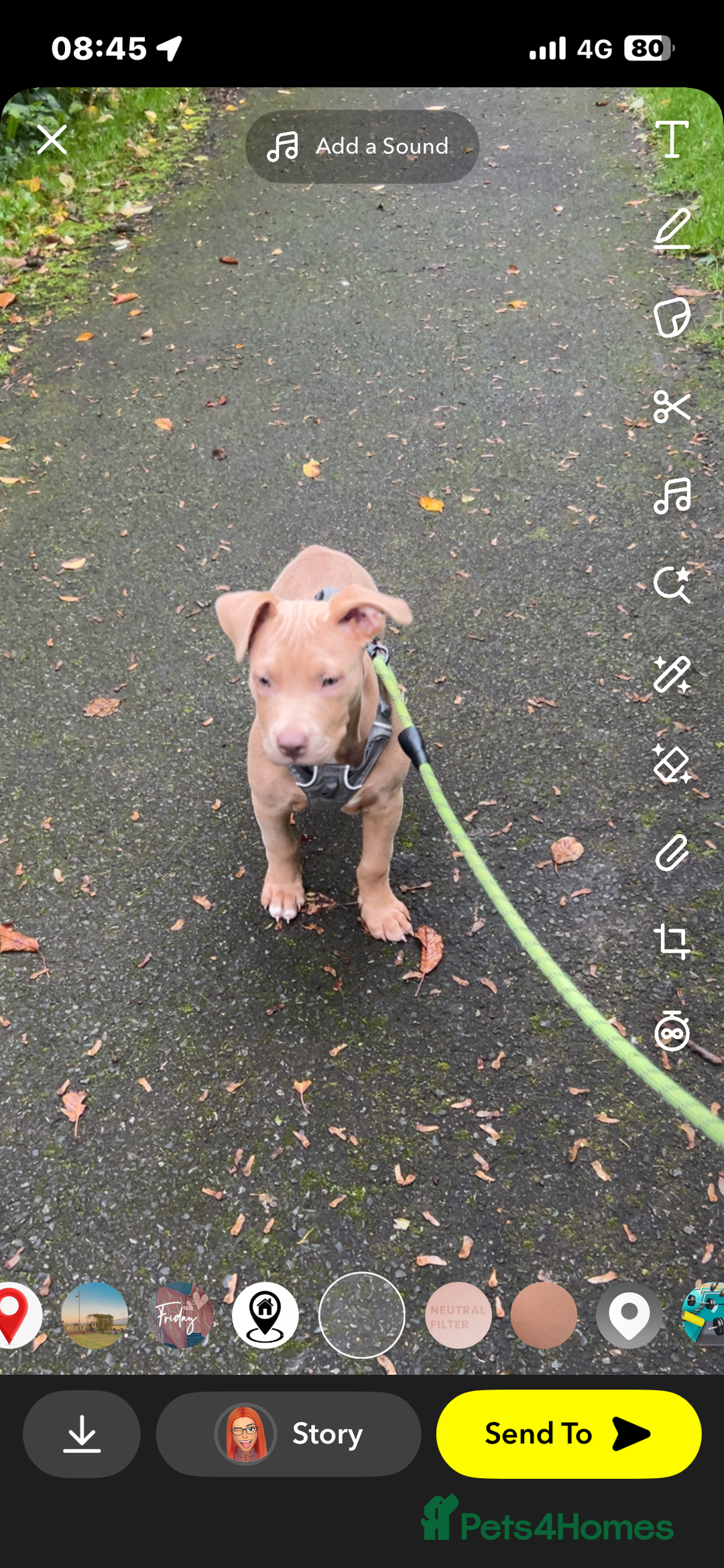 Mixed Breed dogs for sale: Staffy x  - Image 3