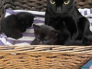 Mixed Breed cats - Advert 14