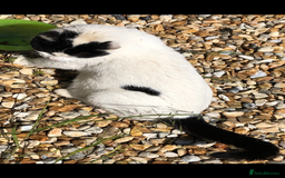 Mixed Breed cats for sale: 5 beautiful kittens ready for new homes - Image 11