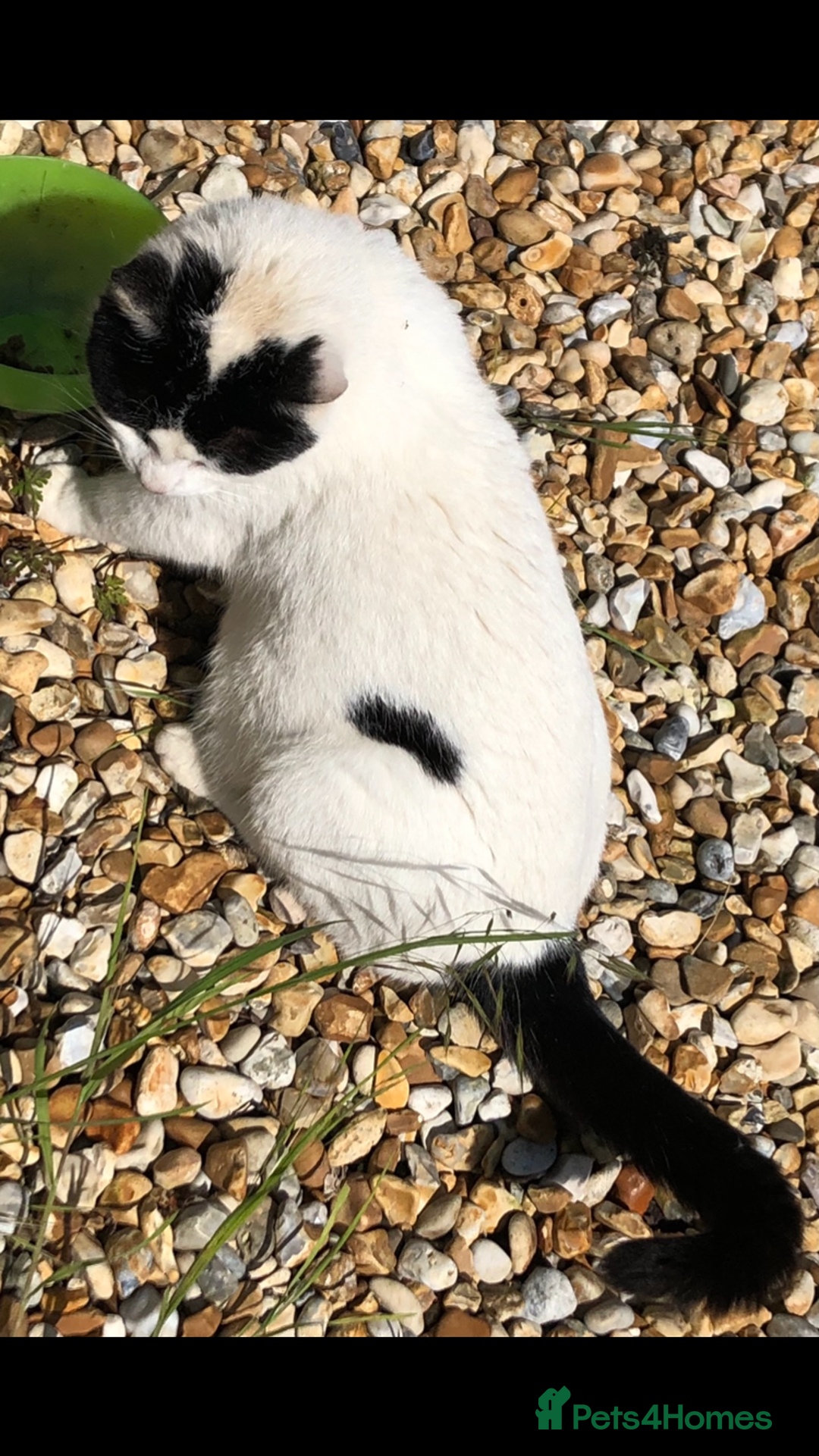 Mixed Breed cats for sale: 5 beautiful kittens ready for new homes - Image 11