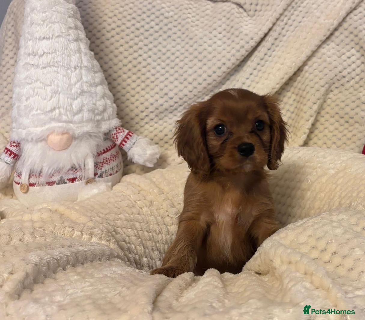 Cavalier King Charles Spaniel dogs KC Registered Boy ✨ Health Tested ✨ - Advert 1