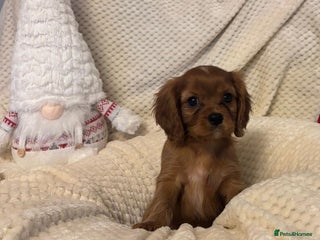 Cavalier King Charles Spaniel dogs KC Registered Boy ✨ Health Tested ✨ - Advert 13
