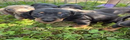 Dachshund dogs for sale: Mini Daushound ready now  - Advert 9