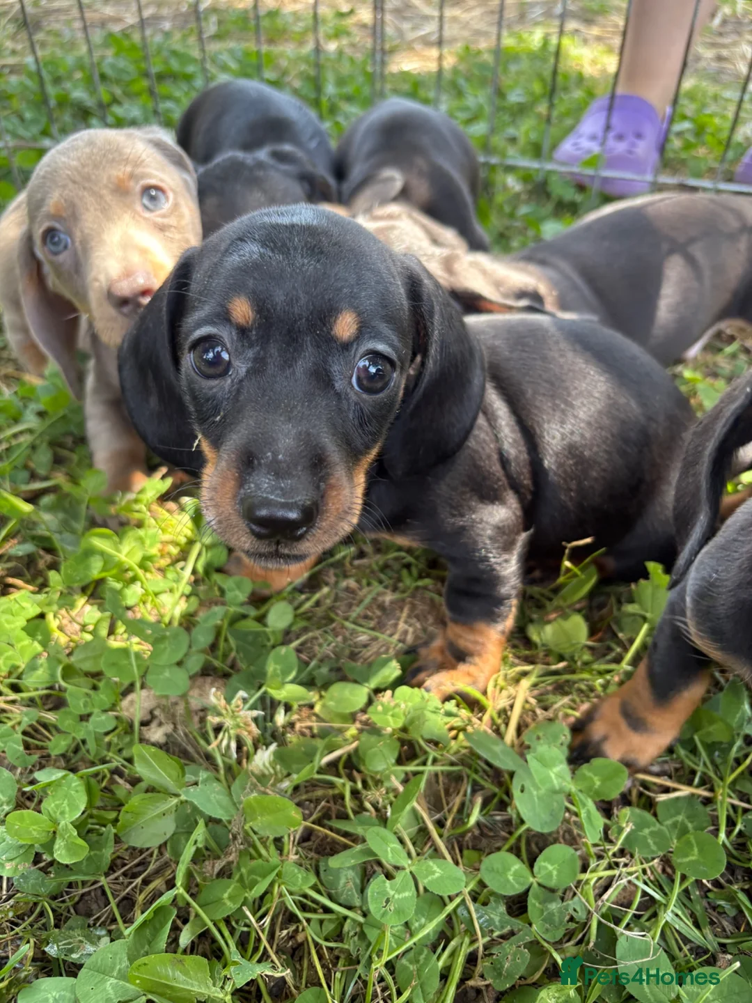 Dachshund dogs for sale: Mini Daushound ready now  - Advert 9