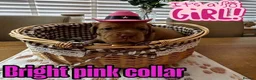 Dogue De Bordeaux dogs for sale: Beautiful KC Registered Dogue de Bordeaux Puppies - Advert 20