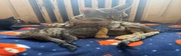 Savannah cats for sale: SavannahX GORGEOUS kittens  - Advert 21
