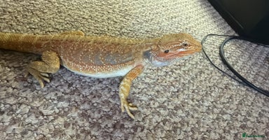 Bearded Dragon reptiles - Advert 6
