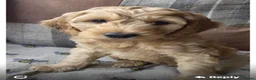Australian Labradoodle dogs for sale: READY NOW! Therapy Aus x Irish dood multi gen mix  - Advert 22