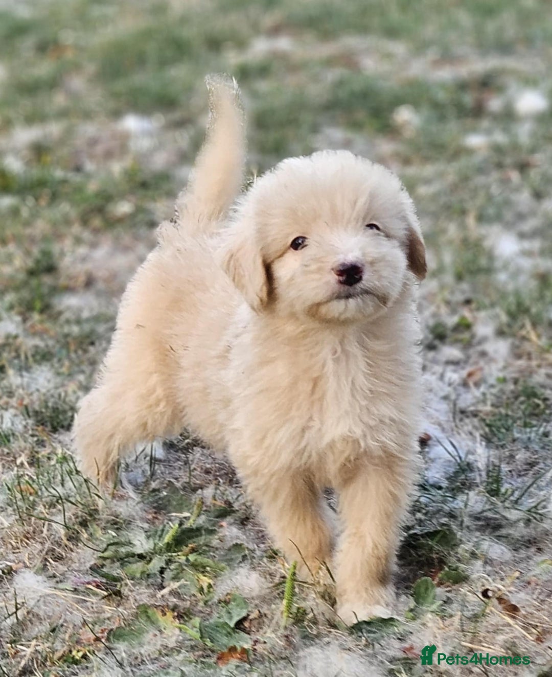 Mixed Breed dogs for sale: F1 Shepadoodle Puppies in Boston - Image 1
