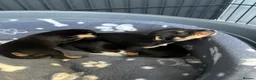 Chihuahua dogs for sale: Puppies  - Advert 1
