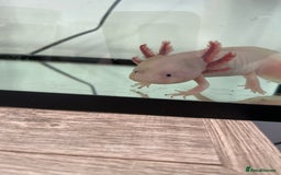 Axolotl reptiles for sale: 1 female 1 male axolotl for sale.  - Image 8