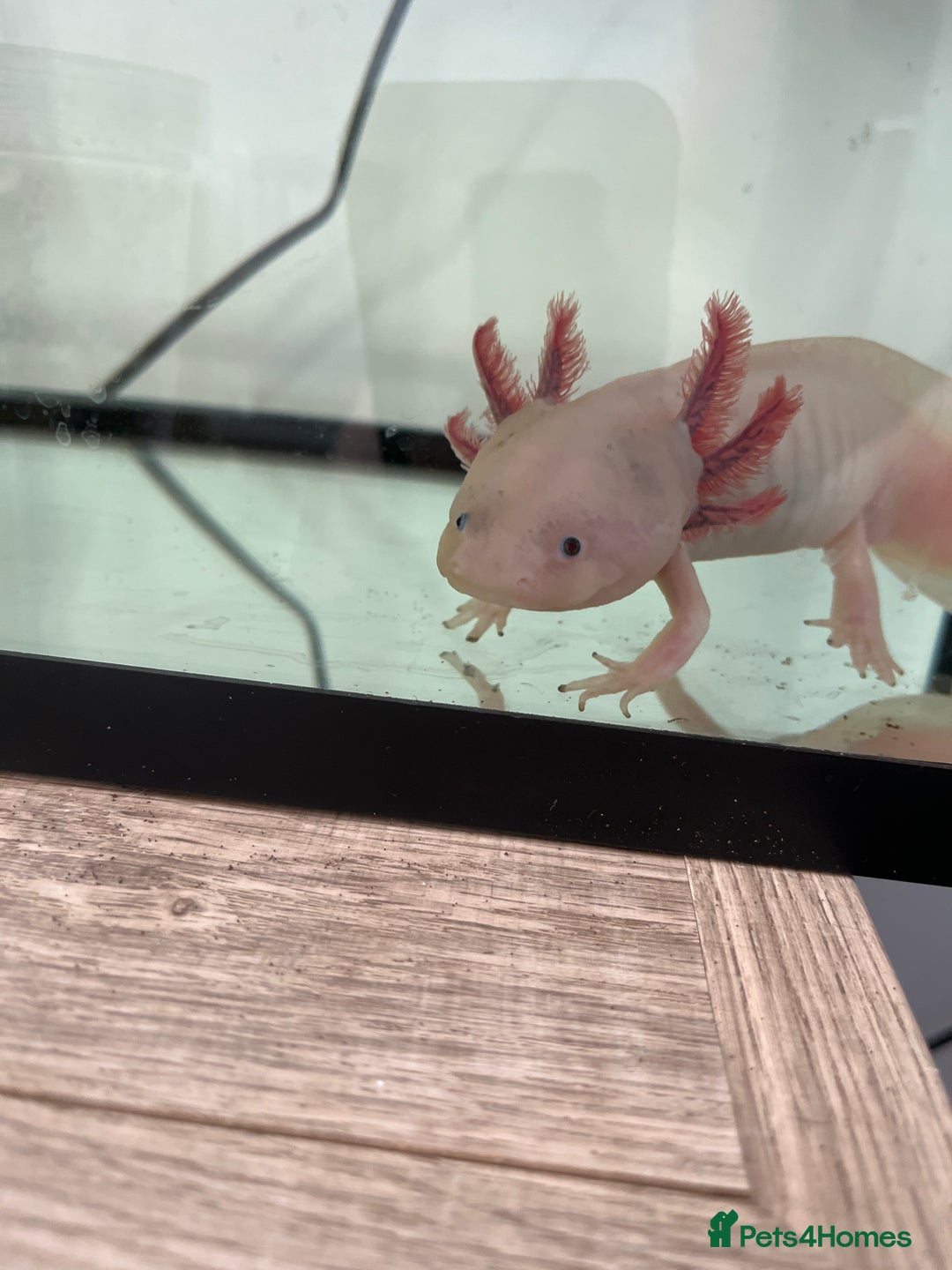 Axolotl reptiles for sale: 1 female 1 male axolotl for sale.  - Image 8