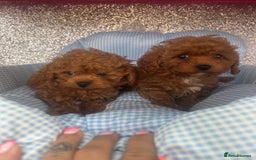 Cavapoo dogs for sale: F1 b cavapoo puppies 🐶  - Image 8