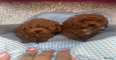 Cavapoo dogs - Advert 4