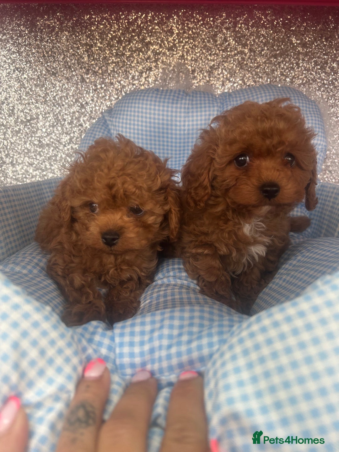 Cavapoo dogs for sale: F1 b cavapoo puppies 🐶  - Image 8