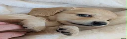 Miniature Dachshund dogs for sale: Stunning LH pra clear MD - Advert 23